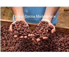 Quality Cocoa Bean